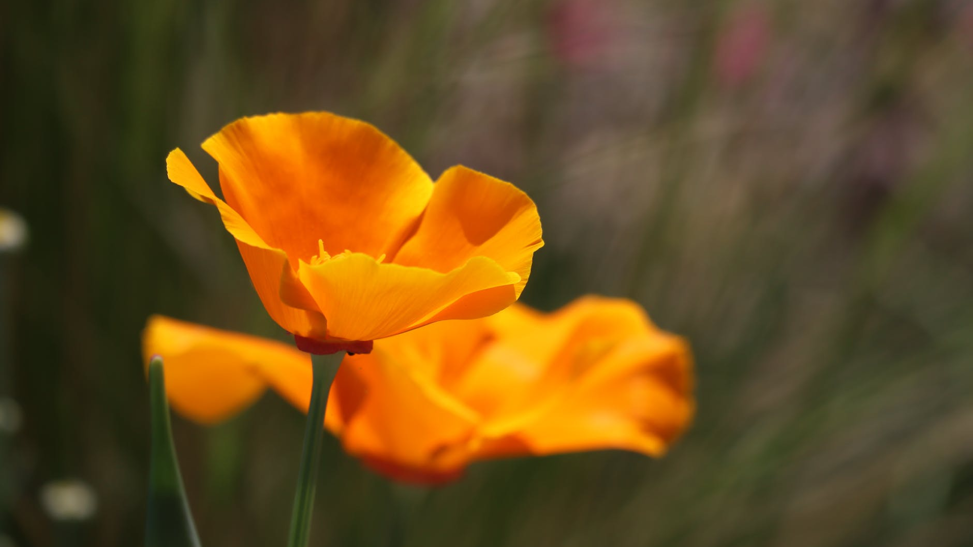 California Poppy Gummies: Unveiling the Relaxation Power of Nature