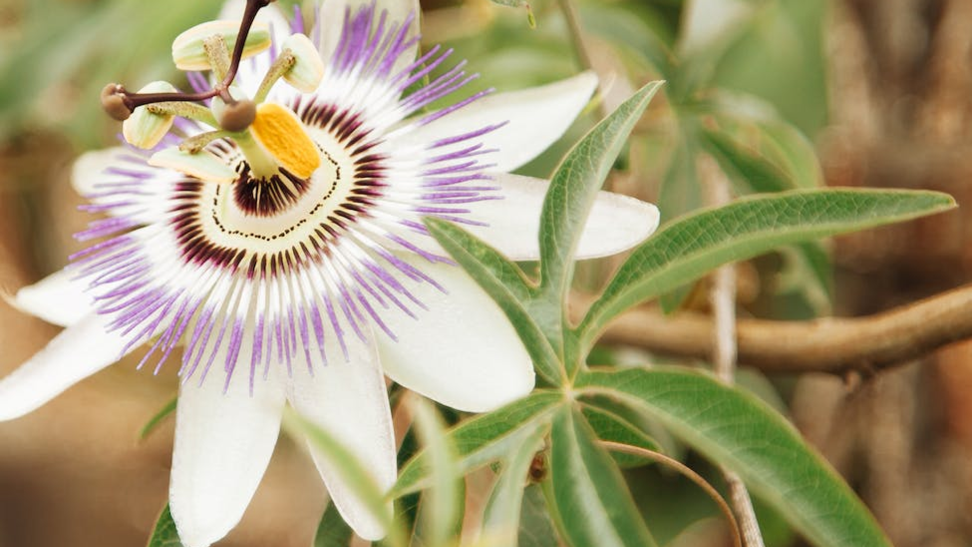 Passionflower: Unveiling the Tranquil Essence of Nature
