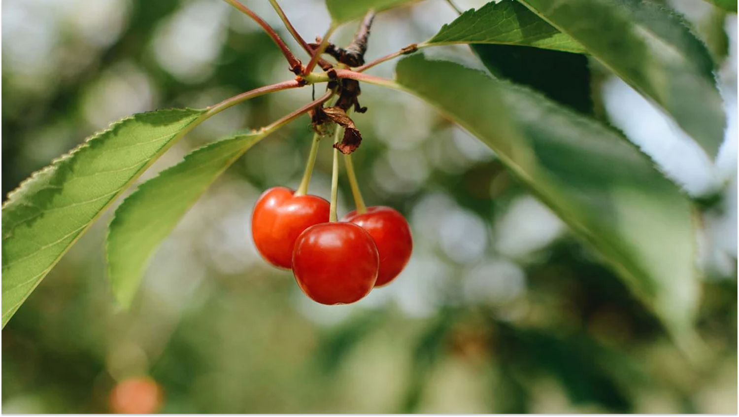The Healing Power of Tart Cherry Extract: Unleashing Nature's Red Gem